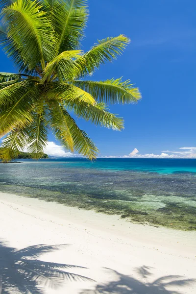 White tropical beach — Stock Photo, Image