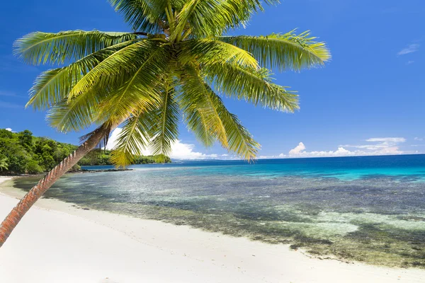 Exotische strand met een palmboom — Stockfoto
