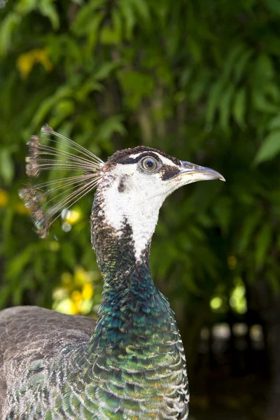 Peacock hen — Stock Photo, Image