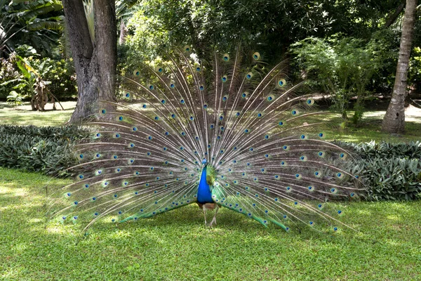 Peacock displaying feathers