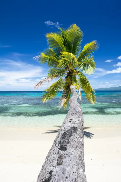 Palm tree over water — Stock Photo, Image