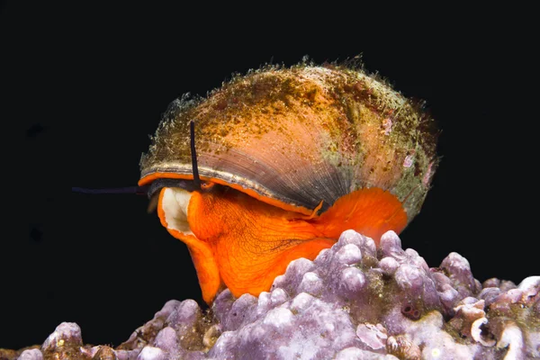 최고 달팽이 — 스톡 사진