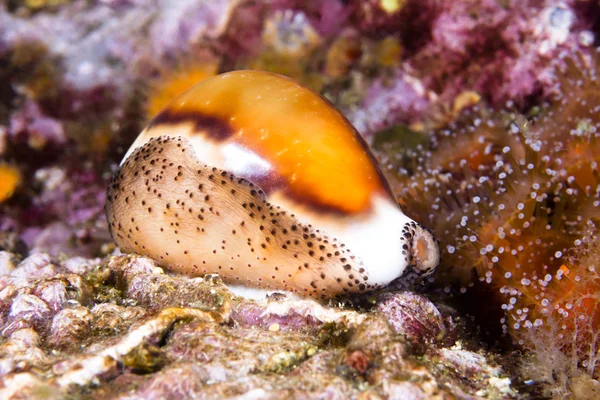 Cowry 달팽이 — 스톡 사진