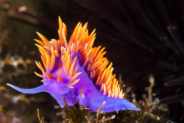 Barevné nudibranch — Stock fotografie