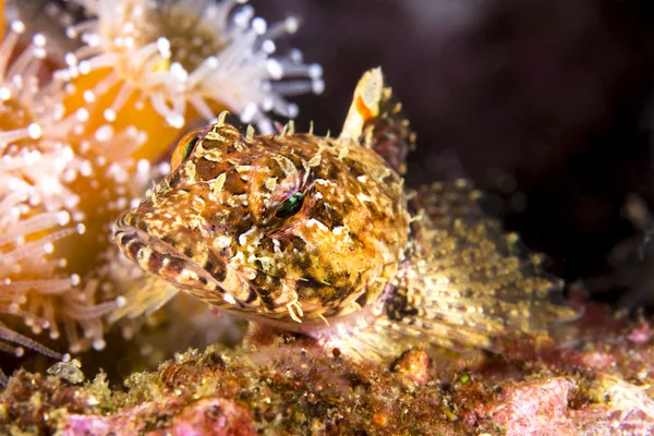 Uss sculpin — Stockfoto