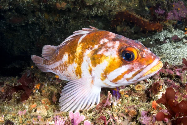 Peixes rochosos de cobre — Fotografia de Stock