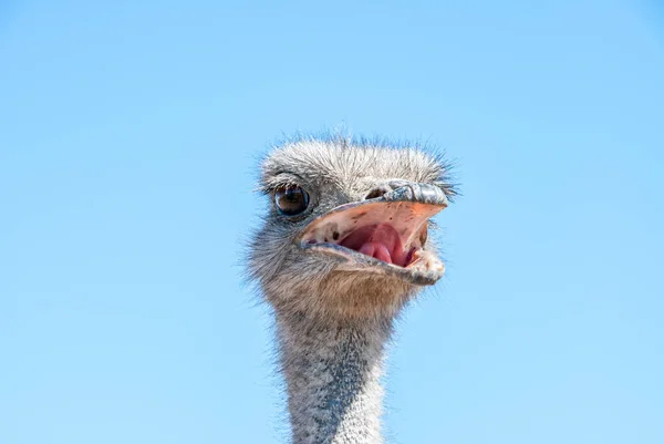 Wild Ostrich African Safari Poses Hot Sun — Stock Photo, Image