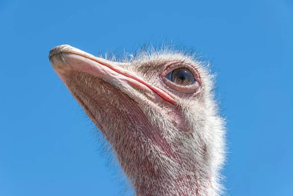 Wild Ostrich Poses Hot African Safari — Stock Photo, Image