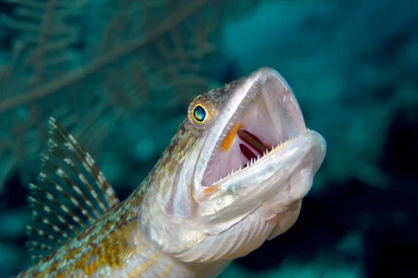 Een Jacht Hagedis Vis Van Een Tropisch Strand Honduras Wacht — Stockfoto