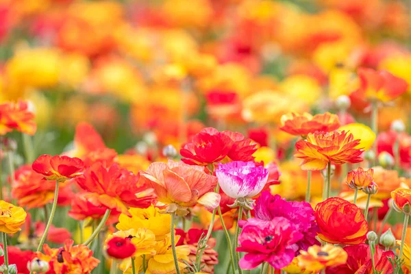加州春天 在一片广袤的橘红色野花中 一只粉红的兰花被紧紧地夹在一起 — 图库照片
