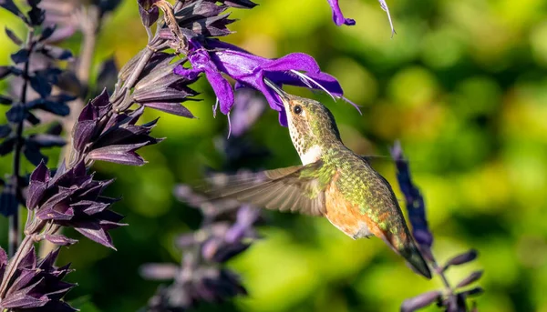 Small Cute Hummingbird Hovers Front Purple Flower Bloom Feeding Its — Stockfoto