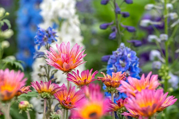 Close Single Pink Daisy Field Other Foliage Springtime California — Photo