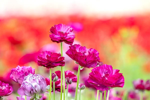 Närbild Gäng Lila Ranunculus Blommor Inom Ett Fält Andra Blad — Stockfoto