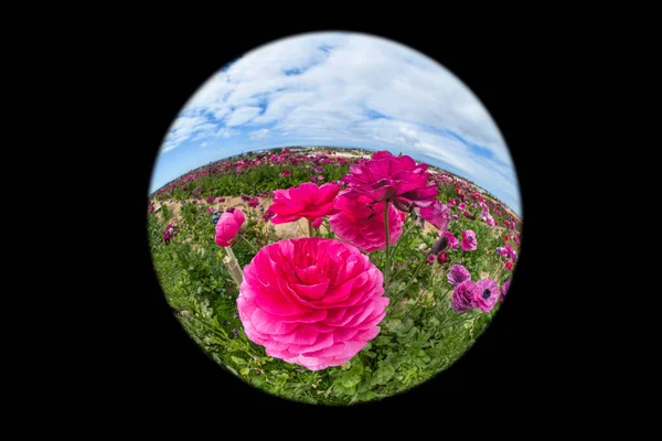 Close Pink Ranunculus Flower Field Wildflowers Framed Beautiful Blue Sky — ストック写真