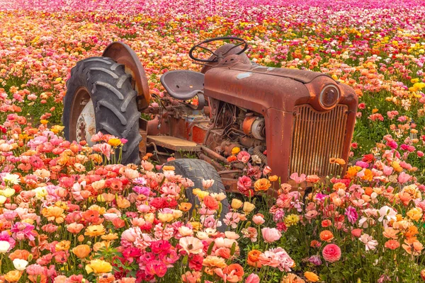 Gammal Övergiven Rostig Traktor Vilar Bland Ett Fält Färgglada Ranunculus — Stockfoto