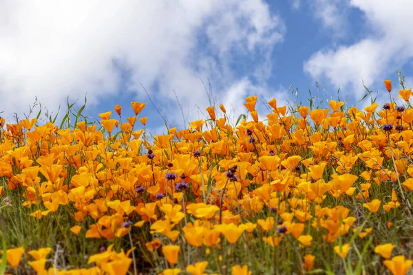 Zářivý Oranžový Mák Smíchaný Purpurovými Květy Kvete Kopci Jezeře Elsinore — Stock fotografie
