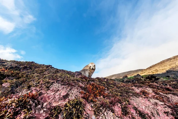 Очаровательный Морской Лев Нормандских Островах Южной Калифорнии Загорает Отдыхая Краю — стоковое фото