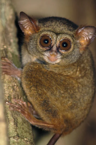 Tiny Tarsier Monkey Jungles Indonesia Clings Tree Branch Night — Foto Stock