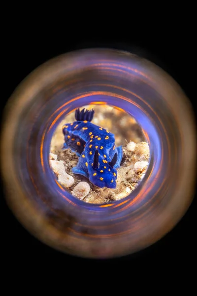 튜브를 노란색 반점이있는 파란색 도리드 브랜치는 예술적 소용돌이 반사를 수있는 — 스톡 사진