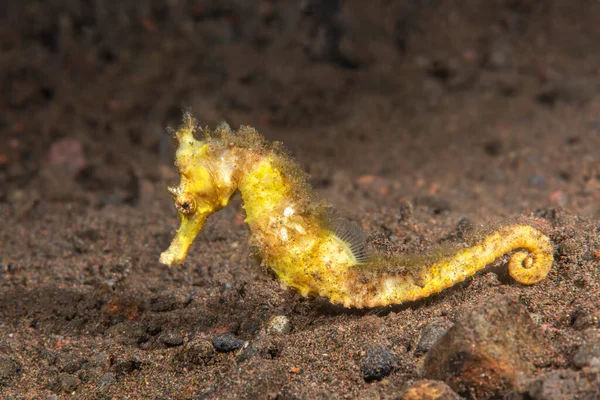 Beautiful Fragile Seahorse Rests Mucky Bottom Indonesia — Stockfoto