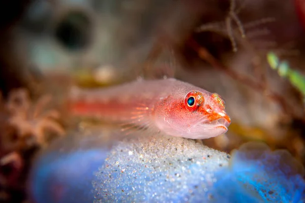 Opaque Orange Ghost Goby Guarding Its Eggs Blue Sponge — 스톡 사진