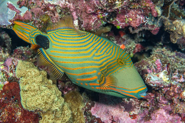Triggerfish Tropical Vert Coloré Nage Par Une Bobine Incrustée Dans — Photo