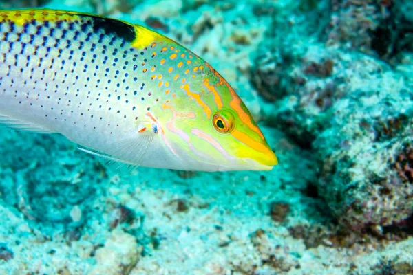 Colorido Juego Damas Nada Sobre Arrecife Fiyi Busca Comida —  Fotos de Stock