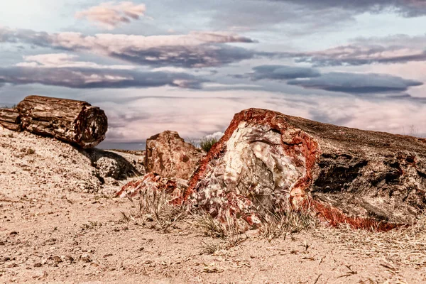 Versteende Bomen Het Petrified Forest National Park Tonen Hun Regenboogtinten — Stockfoto