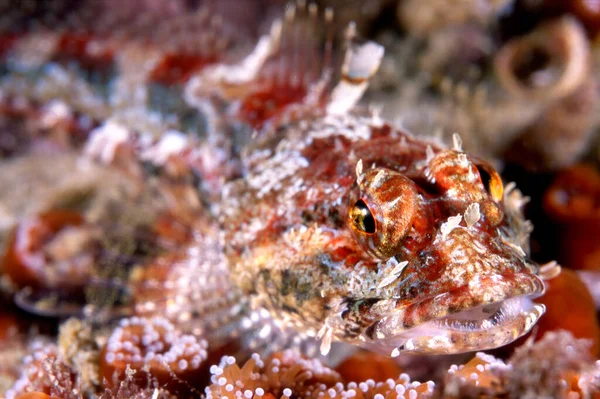 Närbild Röd Coralline Sculpin Ansikte Visar Sina Vackra Färger Och — Stockfoto