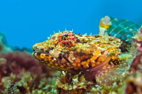 Primer Plano Cara Una Escultura Coralina Marrón Muestra Sus Hermosos —  Fotos de Stock