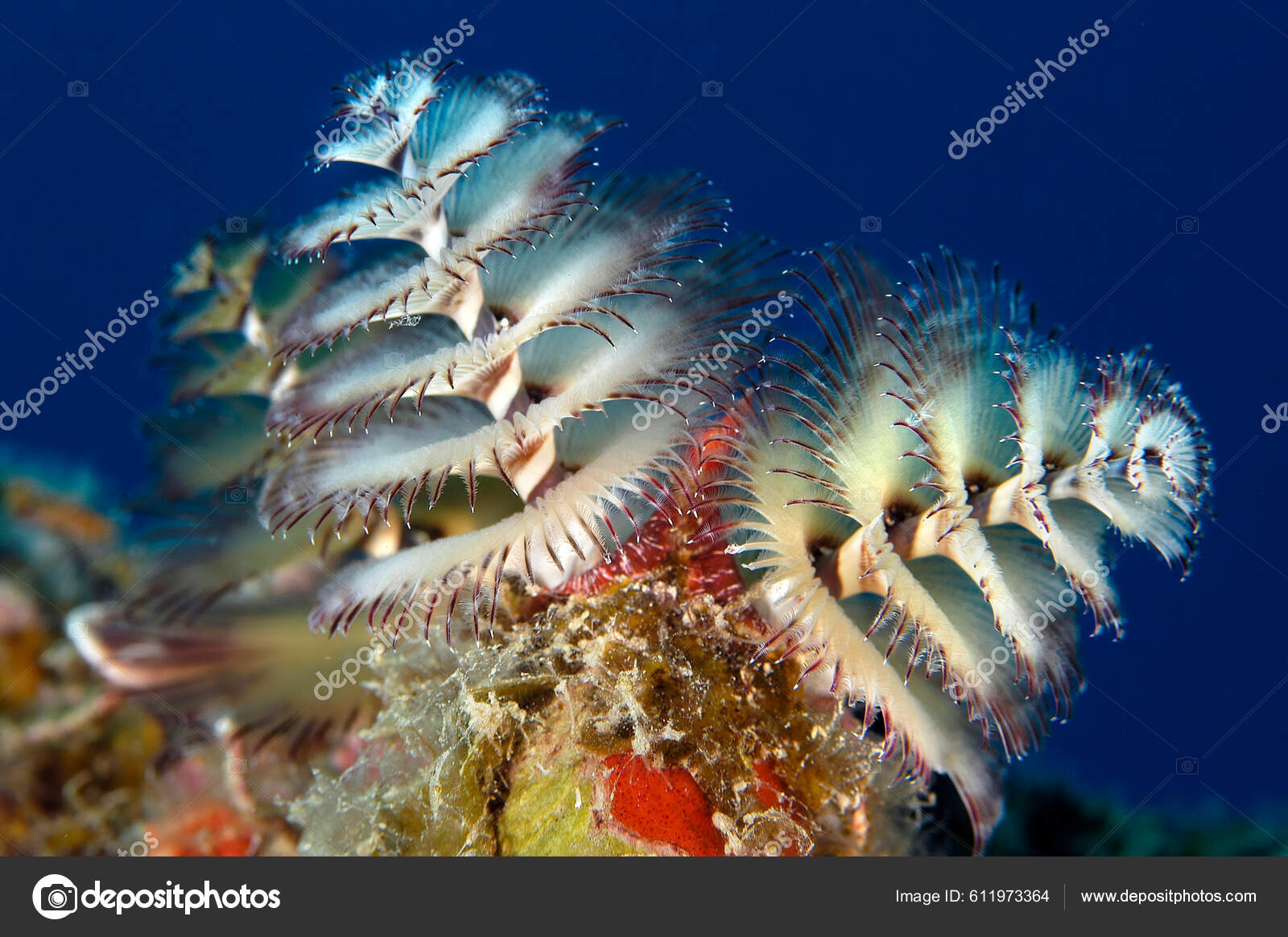 Tube Worm