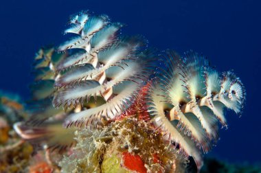 A beautiful white Christmas tree tube worm protruding from its protective den, displaying its gills while it catches plankton.  clipart