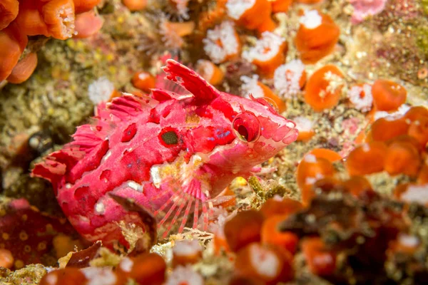 カリフォルニア チャンネル諸島のサンゴ礁の美しい赤とピンクのアイスクリームのケルプフィッシュは その色が生息する背景とどのようにブレンドされているかを示しています — ストック写真