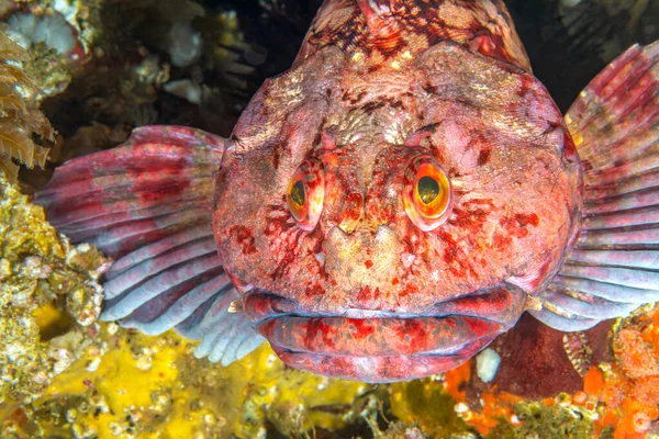Colorful Cold Water Fish Called Cabezon Rests Atop Reef Channel — Stock Photo, Image