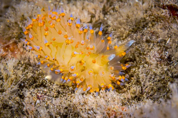 小さな黄色の黄色のヤヌディブランチに青いニラの先端があり 水生生物を狩る際に食物を求めてサンゴ礁を這う — ストック写真