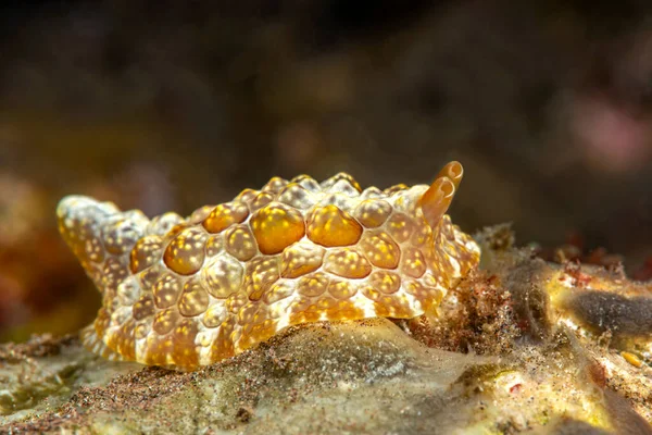 Bulwiasty Tropikalny Nudibranch Rafie Indonezji Szuka Pożywienia Zdrowym Systemie Raf — Zdjęcie stockowe