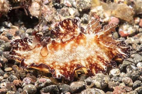 Tulamban Bulunan Düz Bir Discodoris Nudibranch Salyangoz Bali Endonezya Kumlu — Stok fotoğraf