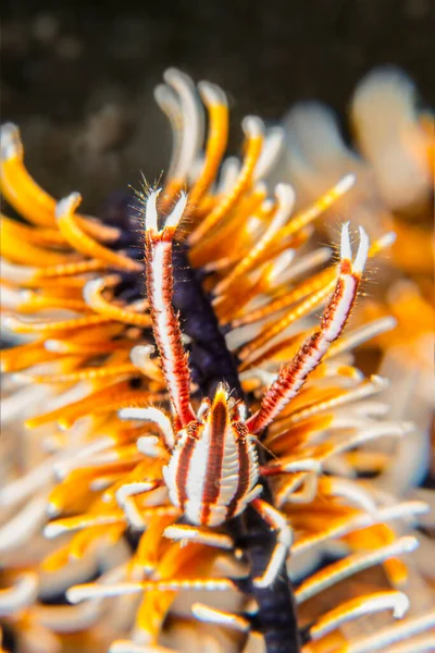 Une Petite Crevette Crinoïde Cache Sur Crinoïde Pour Éviter Être — Photo