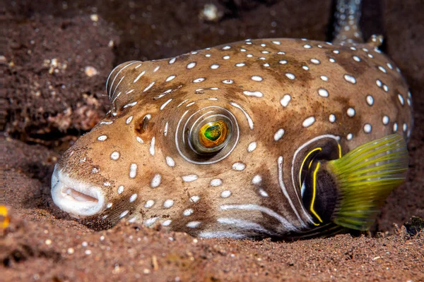 Pufferfish Manchado Branco Encontra Imóvel Fundo Enquanto Dorme Durante Noite — Fotografia de Stock