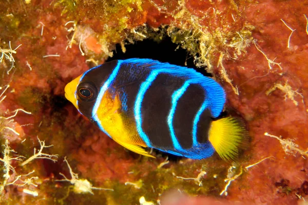 Juvenile Queen Angelfish Roatan Honduras Hides Crevices Reef Very Shy — Stock Photo, Image