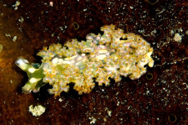 Elysia Crispata Common Name Lettuce Sea Slug Lettuce Slug Large — 图库照片