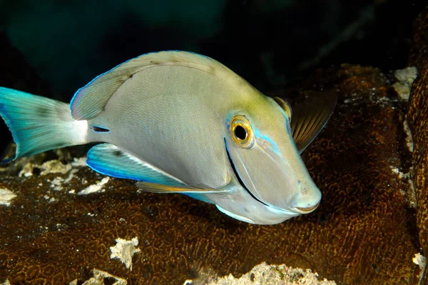 Een Kleurrijke Maar Verlegen Surgeonfish Zwemt Nachts Langs Een Rif — Stockfoto