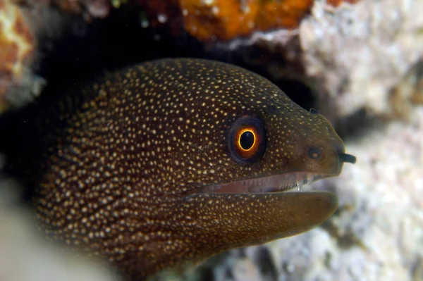 Uma Enguia Moray Goldentail Honduras Tropical Curiosamente Espreita Para Fora — Fotografia de Stock