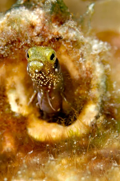 Ein Niedlicher Dornenkopfblenny Schaut Aus Seinem Schutzrohr Und Fängt Kleines — Stockfoto