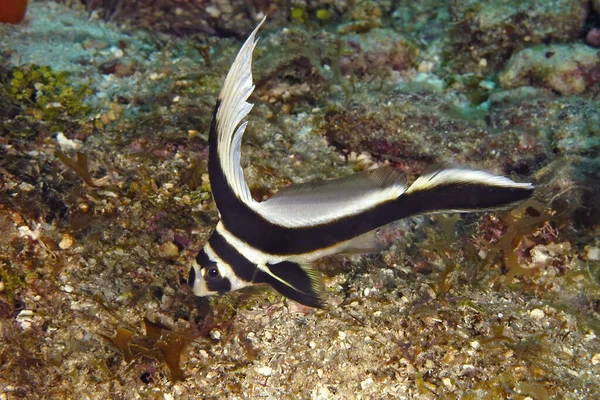 Elusive Spotted Drum Swims Edge Reef Moving Rapidly Undulating Its — Stock Photo, Image