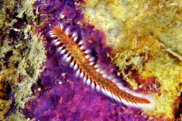 Beautiful Dangerous Bristle Fireworm Crawls Patch Purple Sponge Feeding Very — Stock Photo, Image