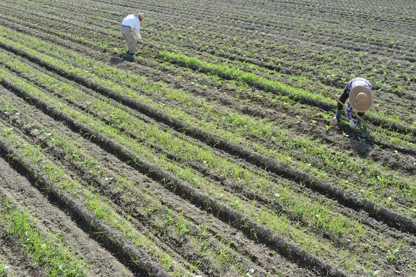 Rolników pracujących w ogrodzie — Zdjęcie stockowe