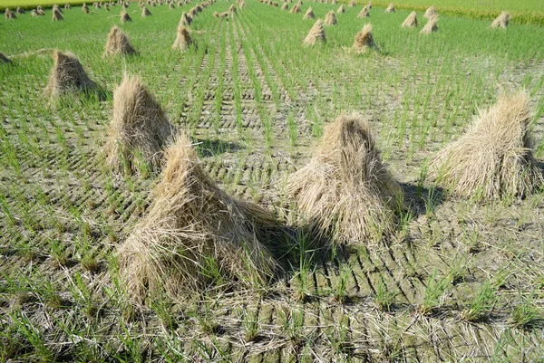 Paja de arroz — Foto de Stock