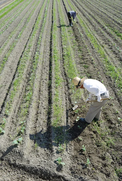 Farmers working in garden — 图库照片