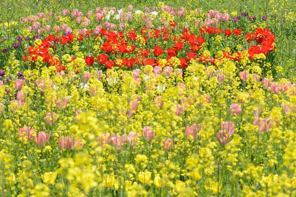 Tulipany i rzepakowych kwiatów — Zdjęcie stockowe